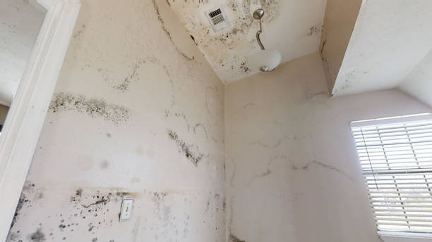 Mold Odor Removal Services in Rankin, PA