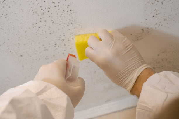 Reliable Rankin, PA Mold Removal Solutions